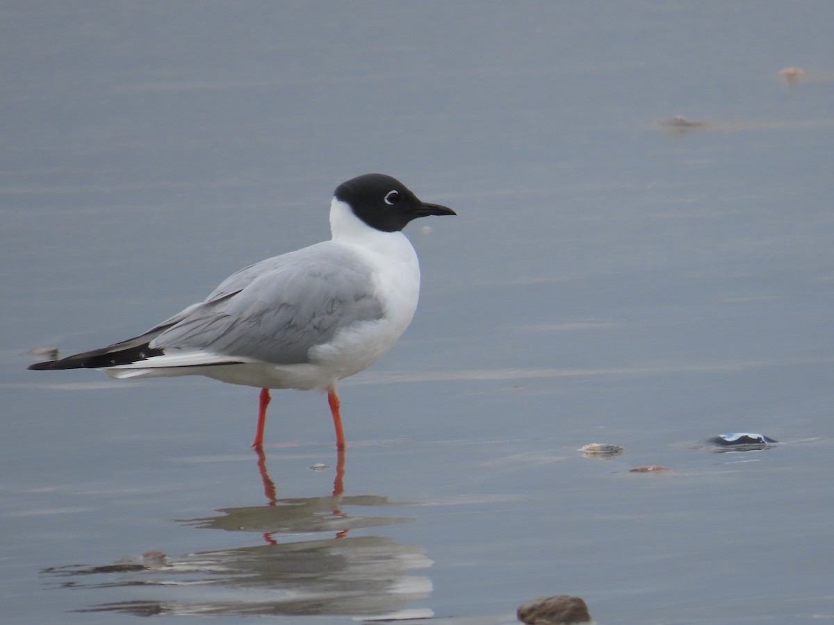 Bonaparte's Gull - ML617880972