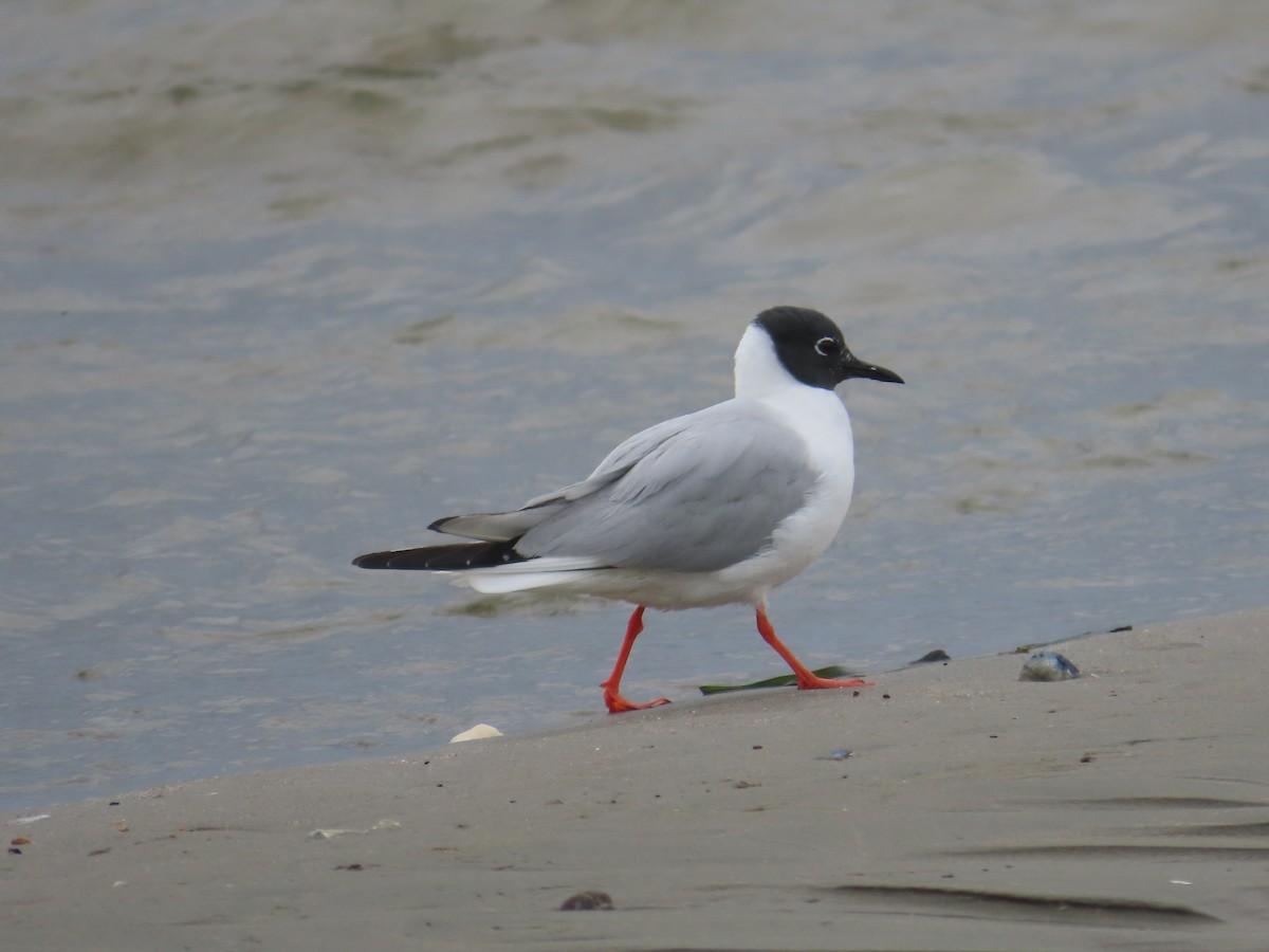 Bonaparte's Gull - ML617880973