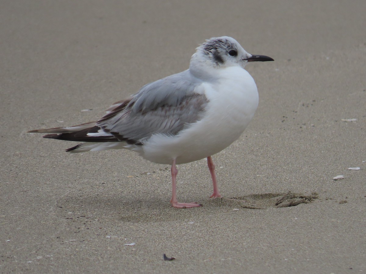 Bonaparte's Gull - ML617880974