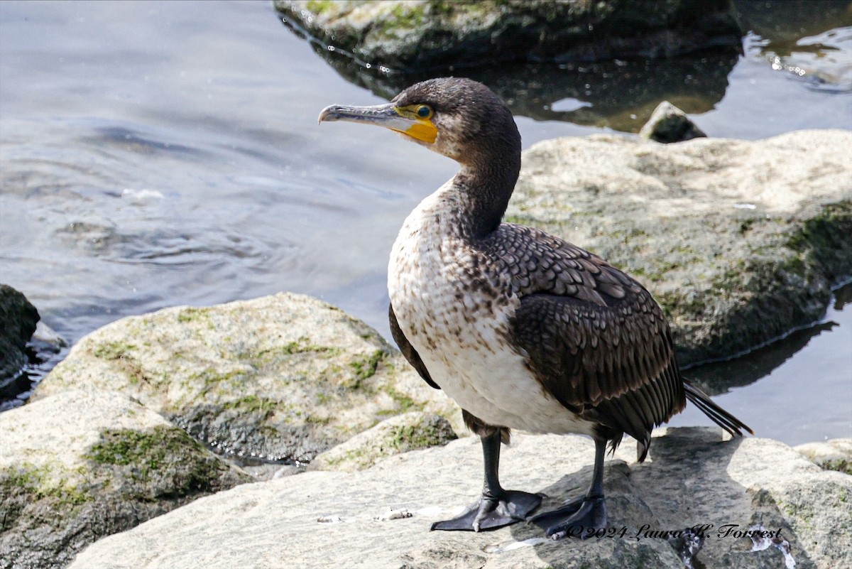 Great Cormorant - ML617880990