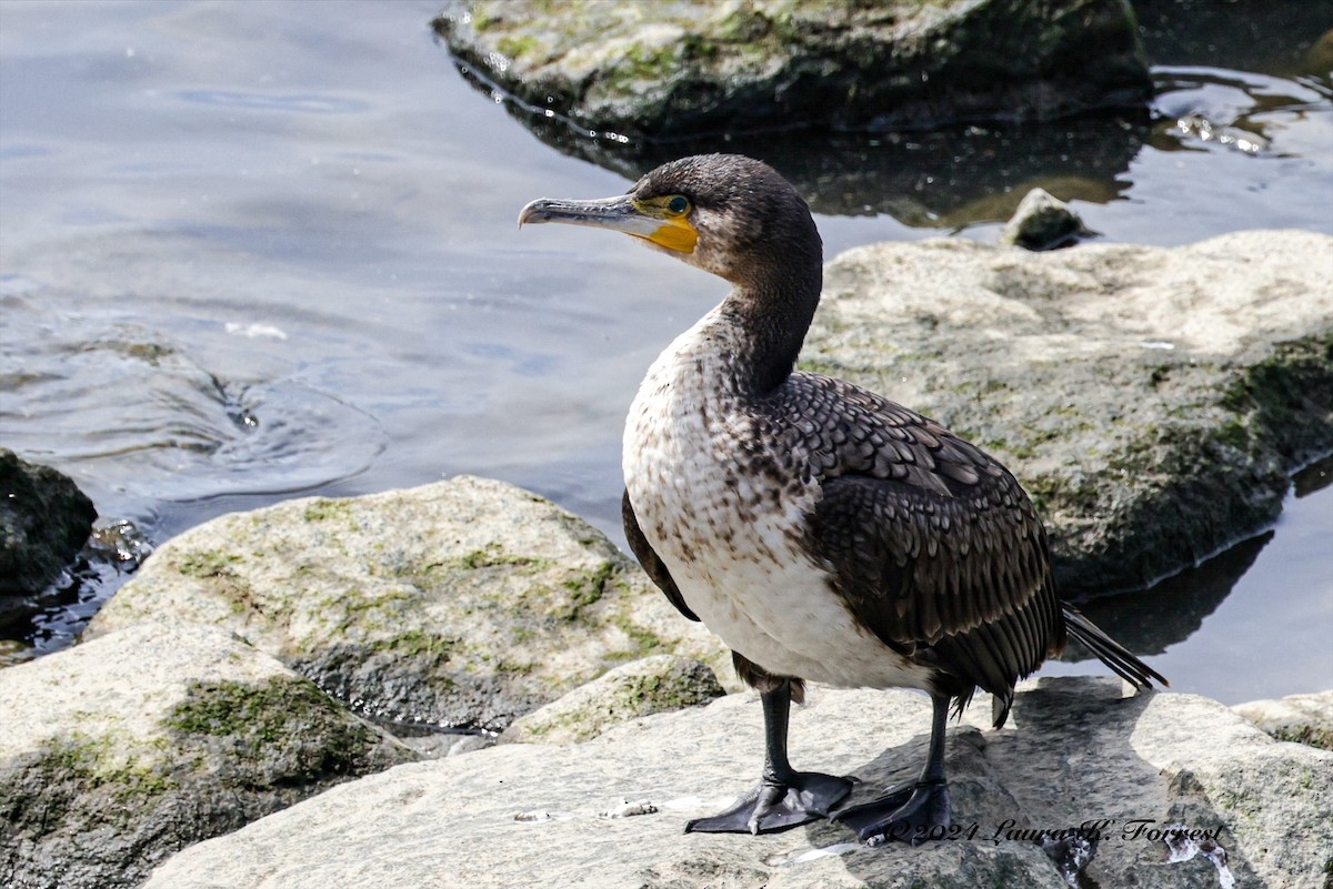 Great Cormorant - ML617880991