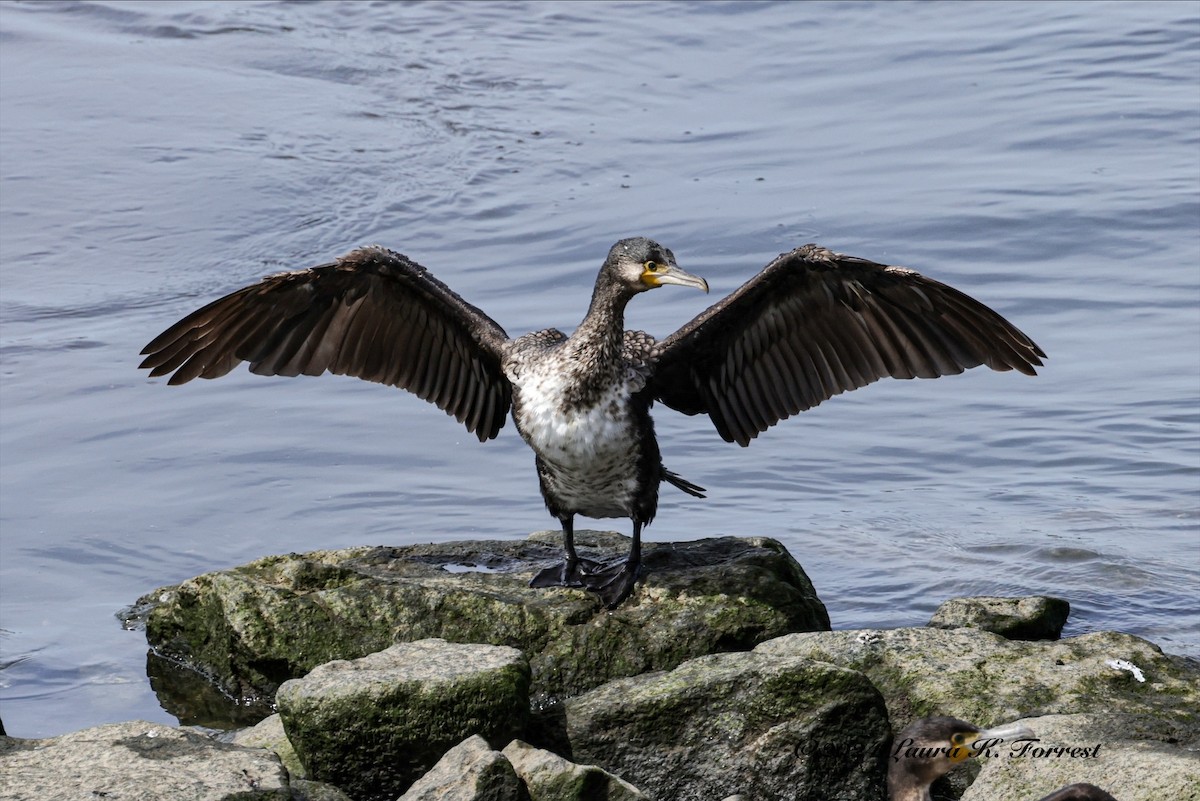 Great Cormorant - ML617880992