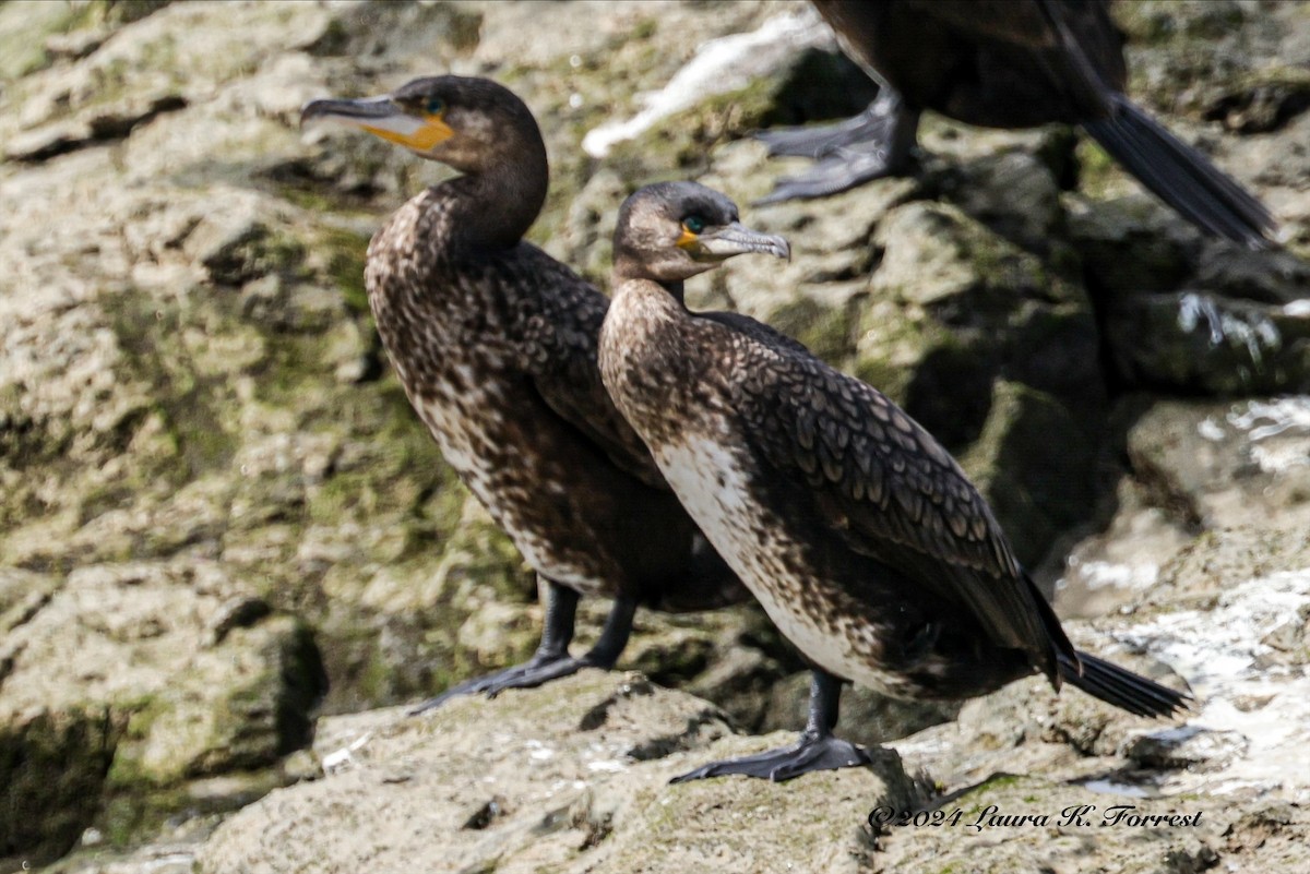 Great Cormorant - ML617880993