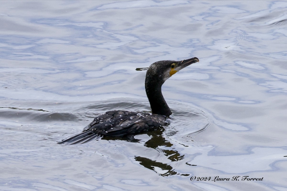 Great Cormorant - ML617880994