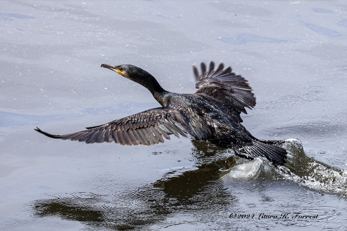 Great Cormorant - ML617880995