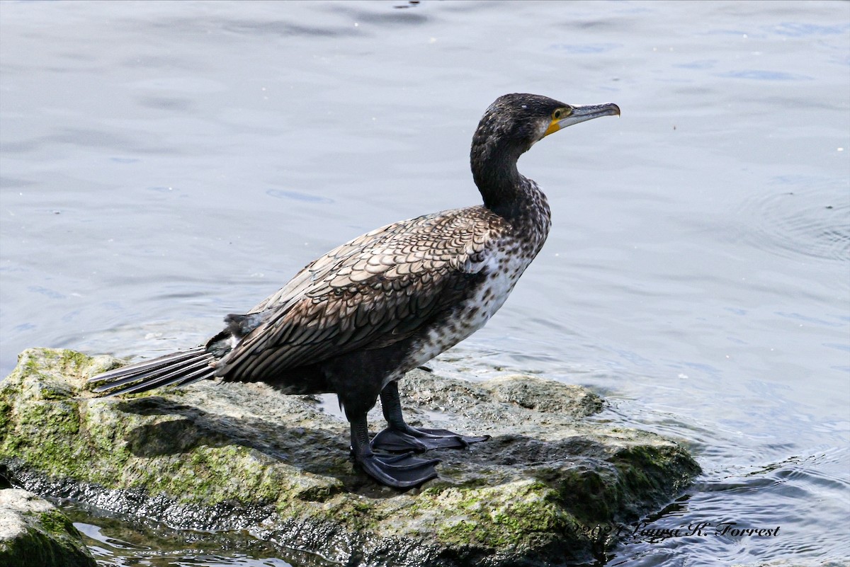 Great Cormorant - ML617880996