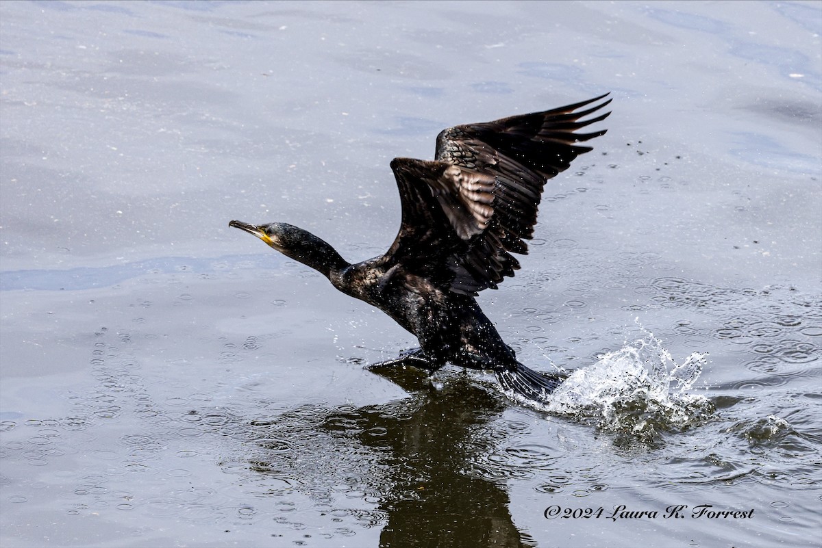 Great Cormorant - ML617880997