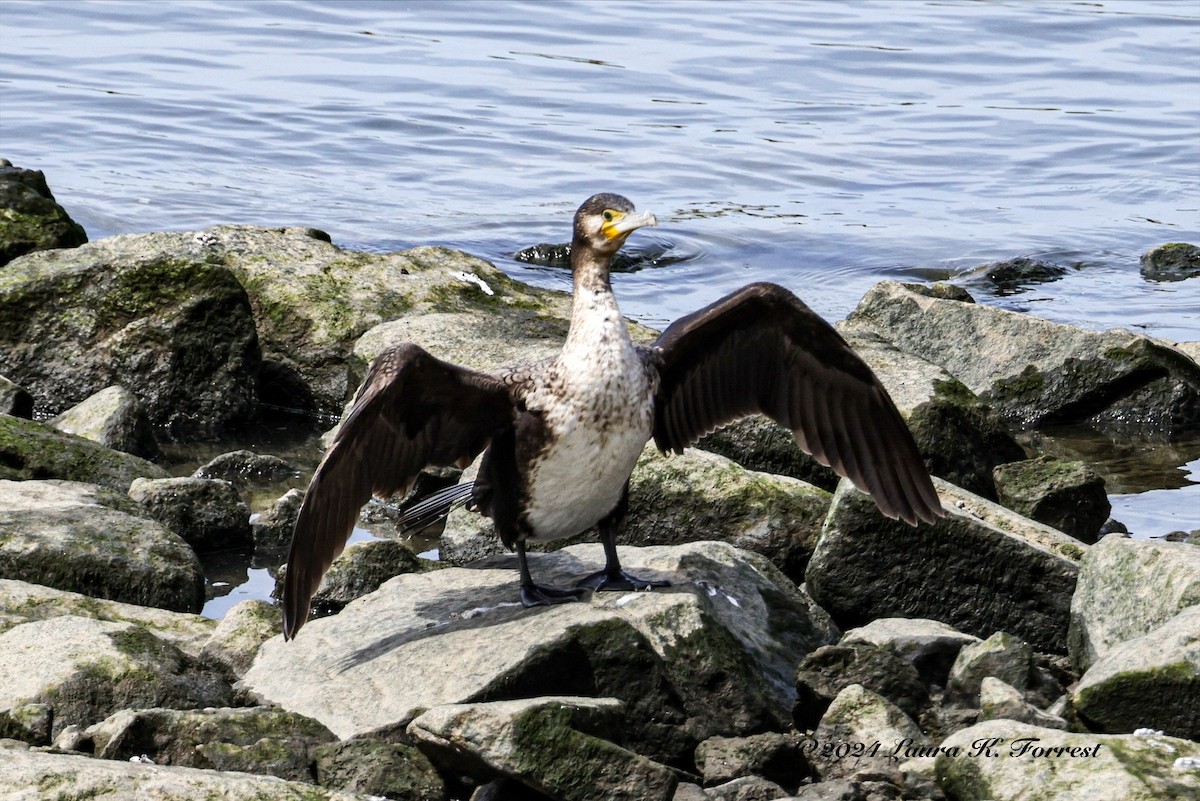 Great Cormorant - ML617880998