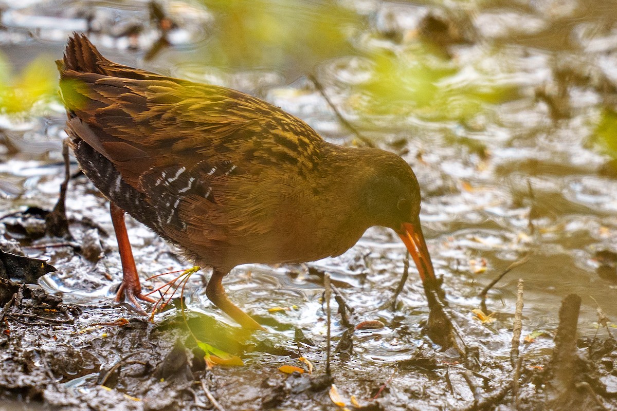 Virginia Rail - Jeremy Nadel