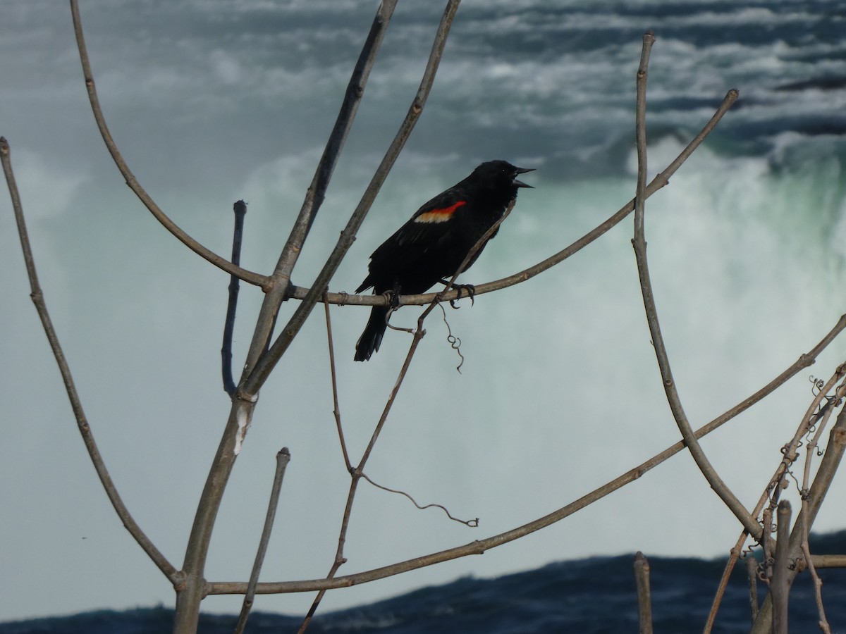 Red-winged Blackbird - ML617881027