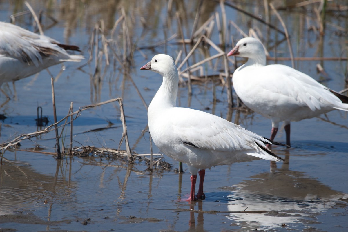 Ross's Goose - ML617881040