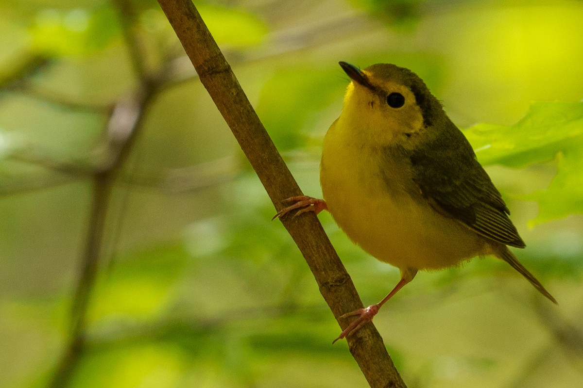 Hooded Warbler - Jeremy Nadel