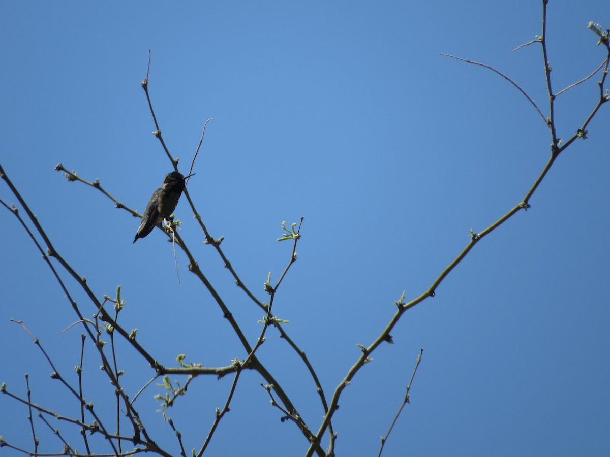 Colibrí Gorjinegro - ML617881093