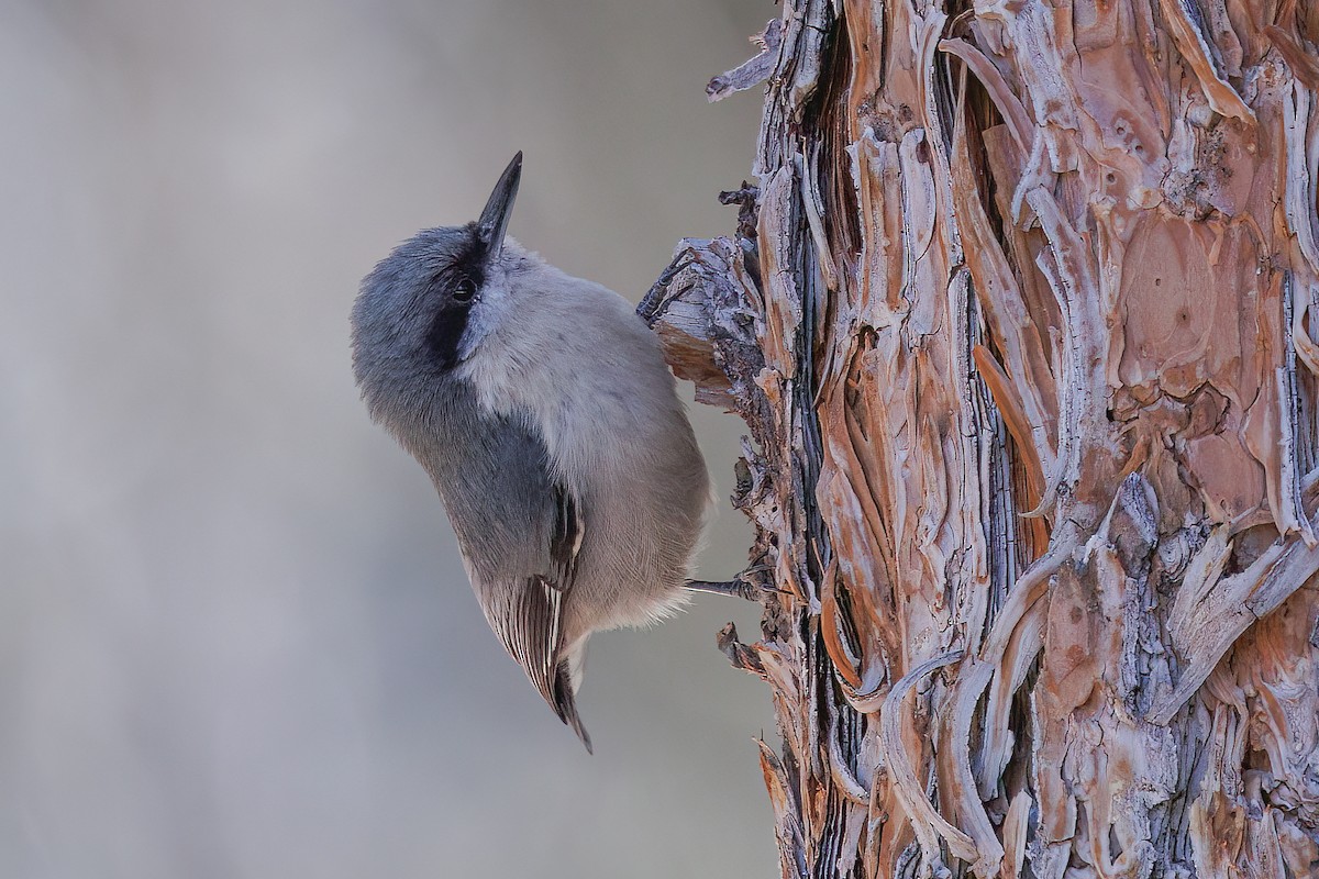 Pygmy Nuthatch - ML617881159