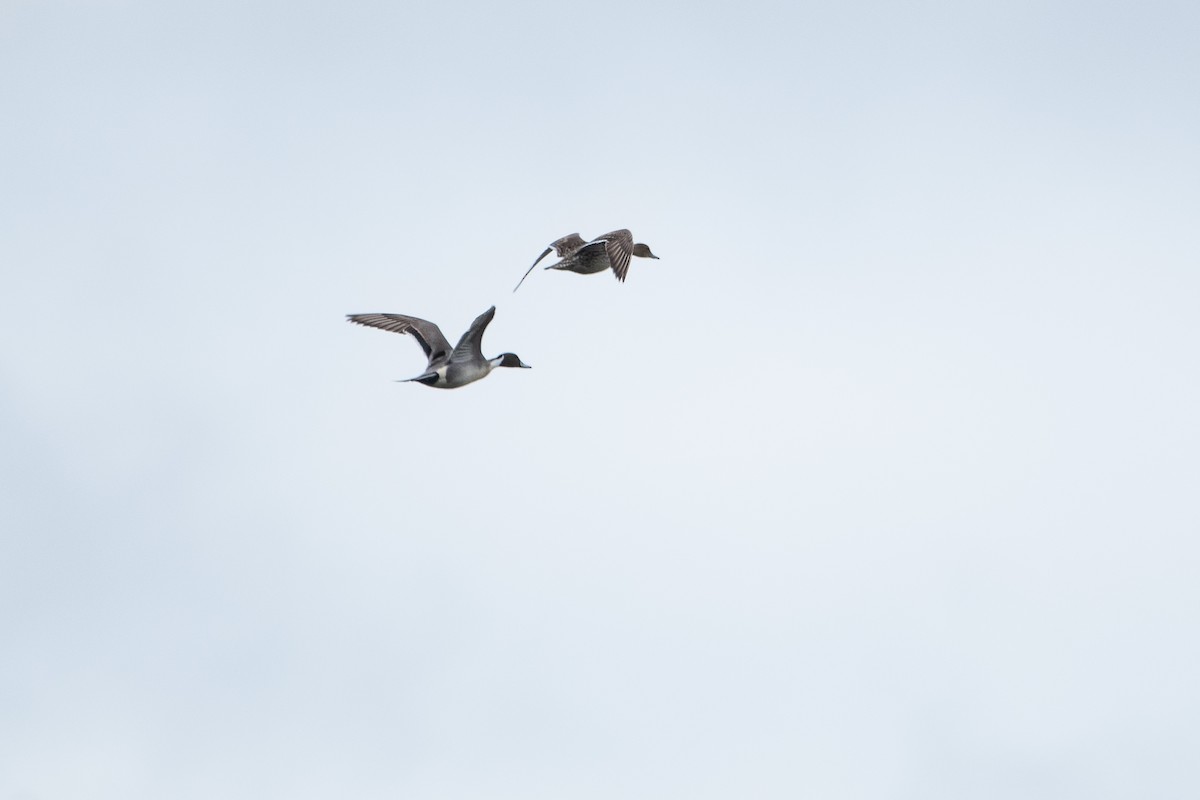 Northern Pintail - ML617881165