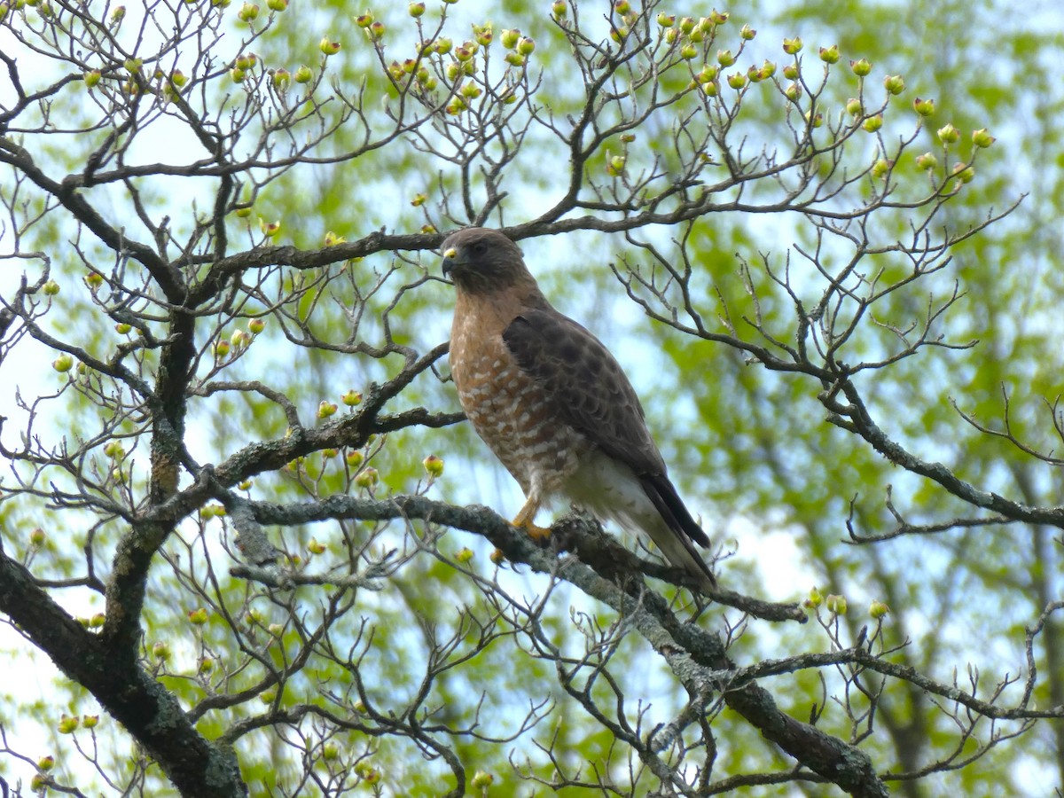 Broad-winged Hawk - Graeme Spinks