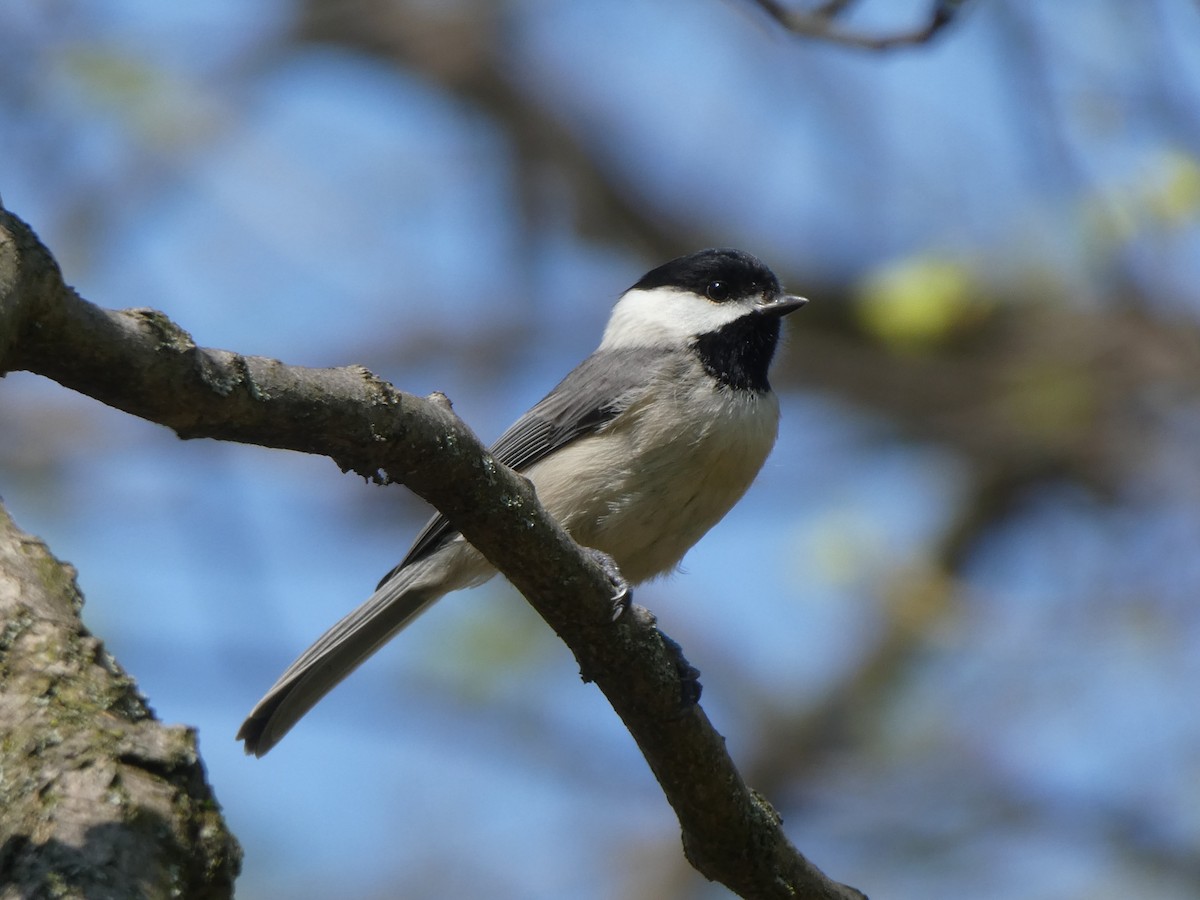 Carolina Chickadee - ML617881209