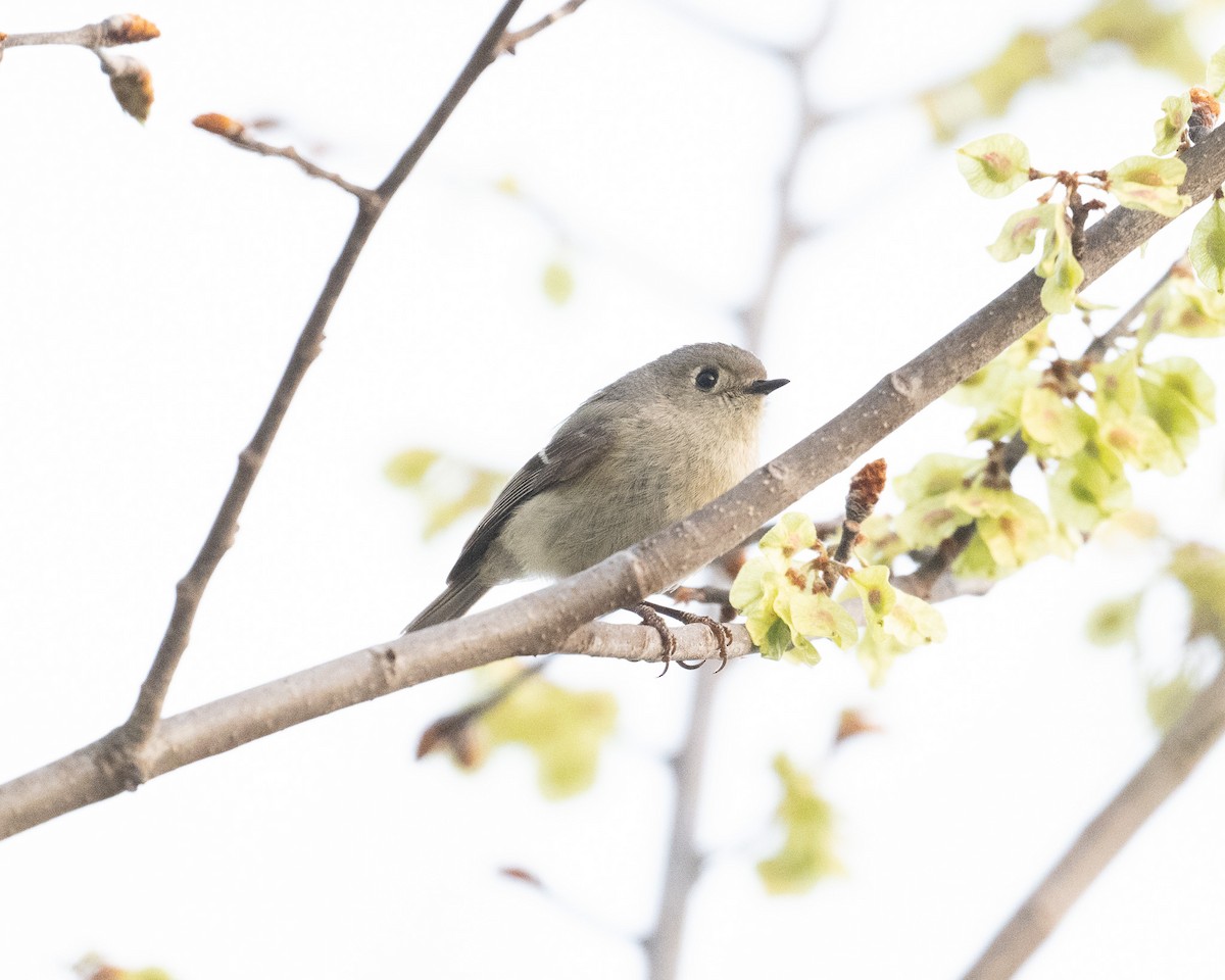 Ruby-crowned Kinglet - Graham Deese