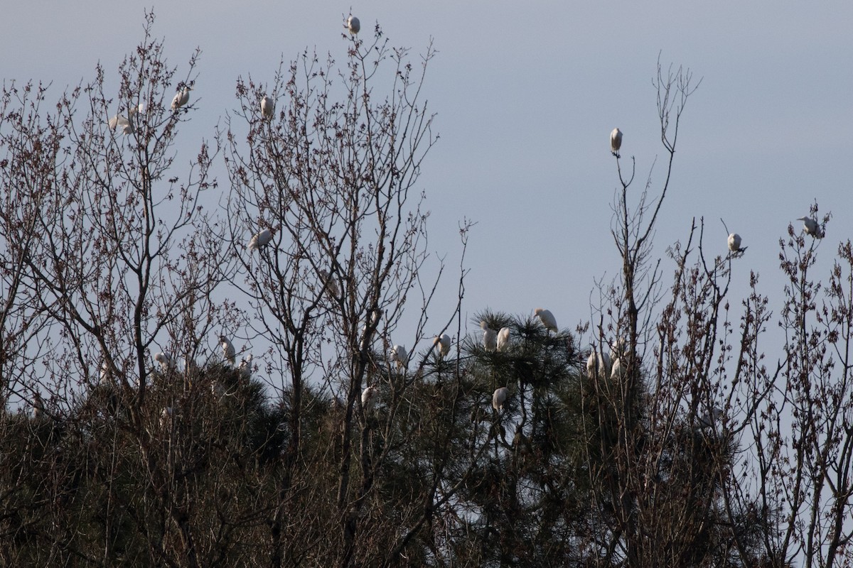 Western Cattle Egret - Detcheverry Joël