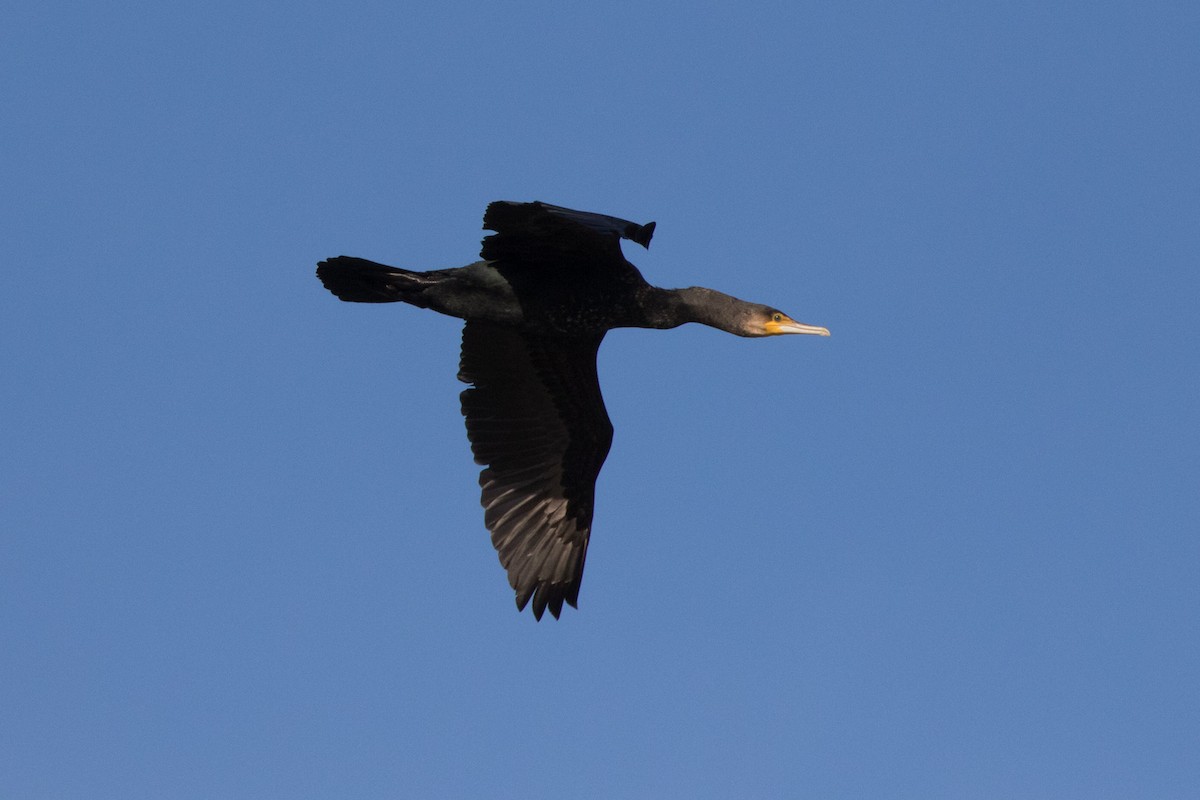 Great Cormorant - Detcheverry Joël