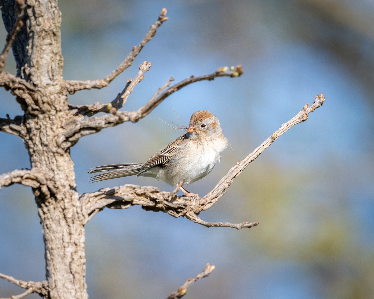 Field Sparrow - ML617881251