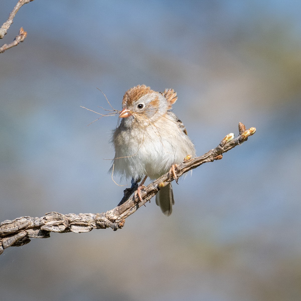 Field Sparrow - ML617881253