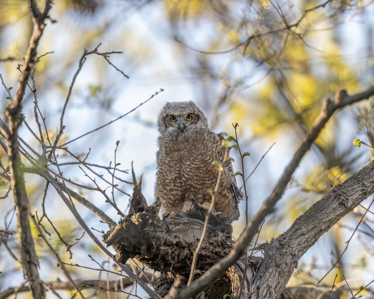 Great Horned Owl - Graham Deese