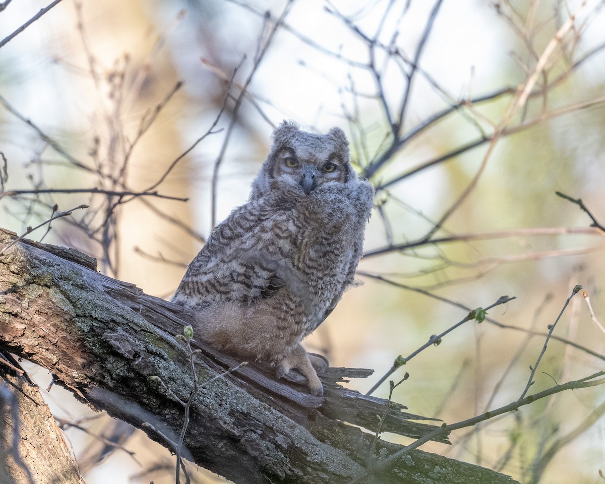 Great Horned Owl - Graham Deese