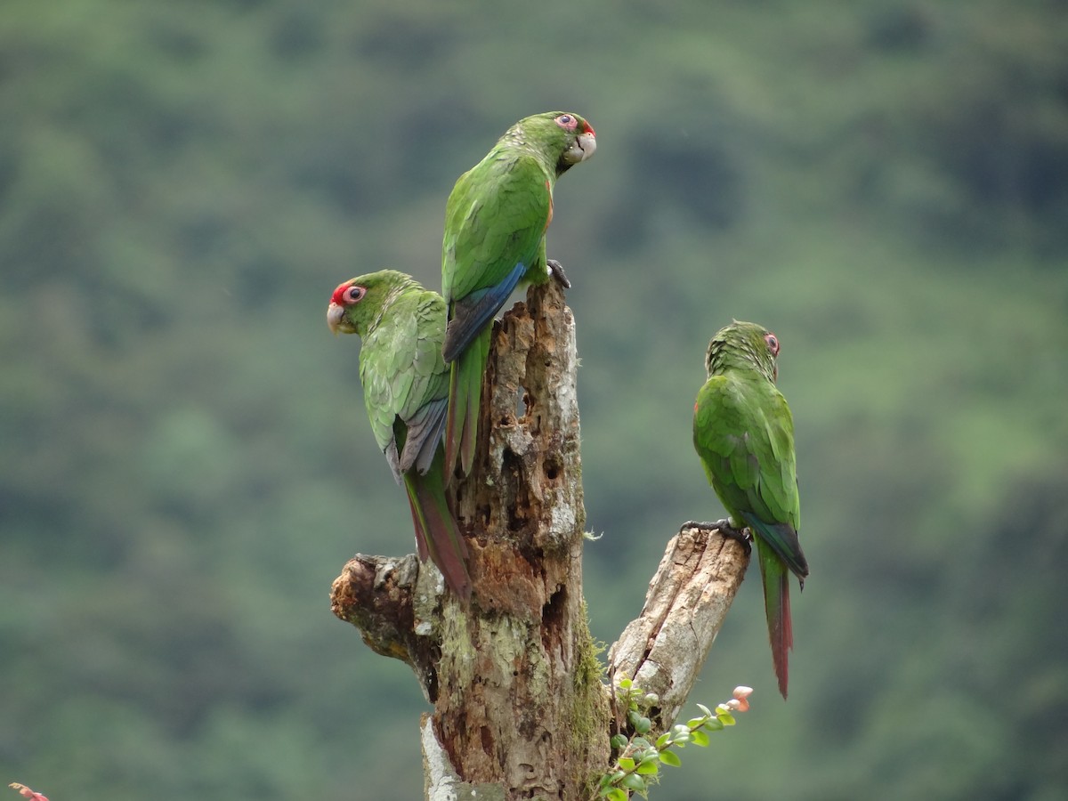 El Oro Parakeet - ML617881288