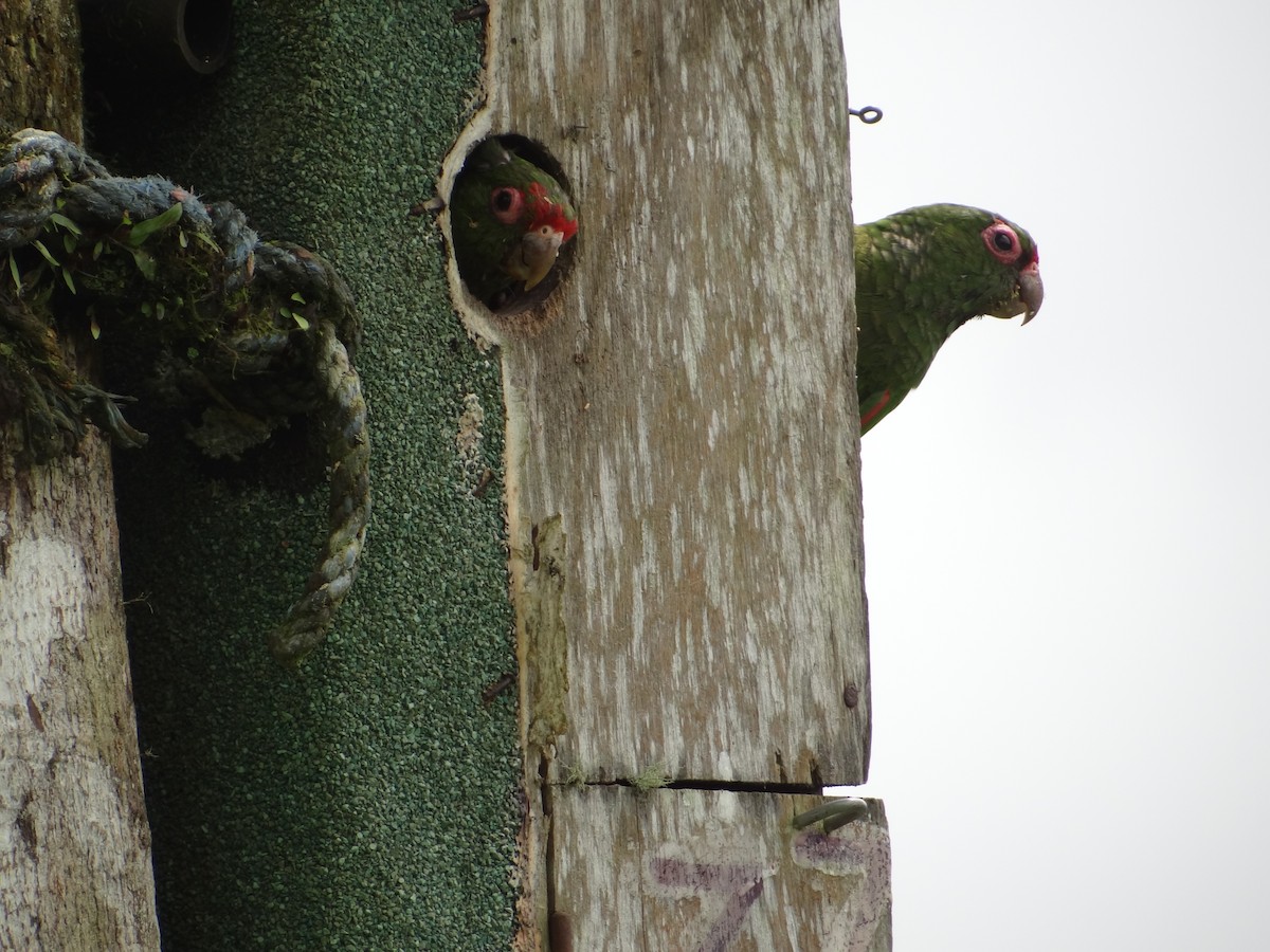 El Oro Parakeet - ML617881291