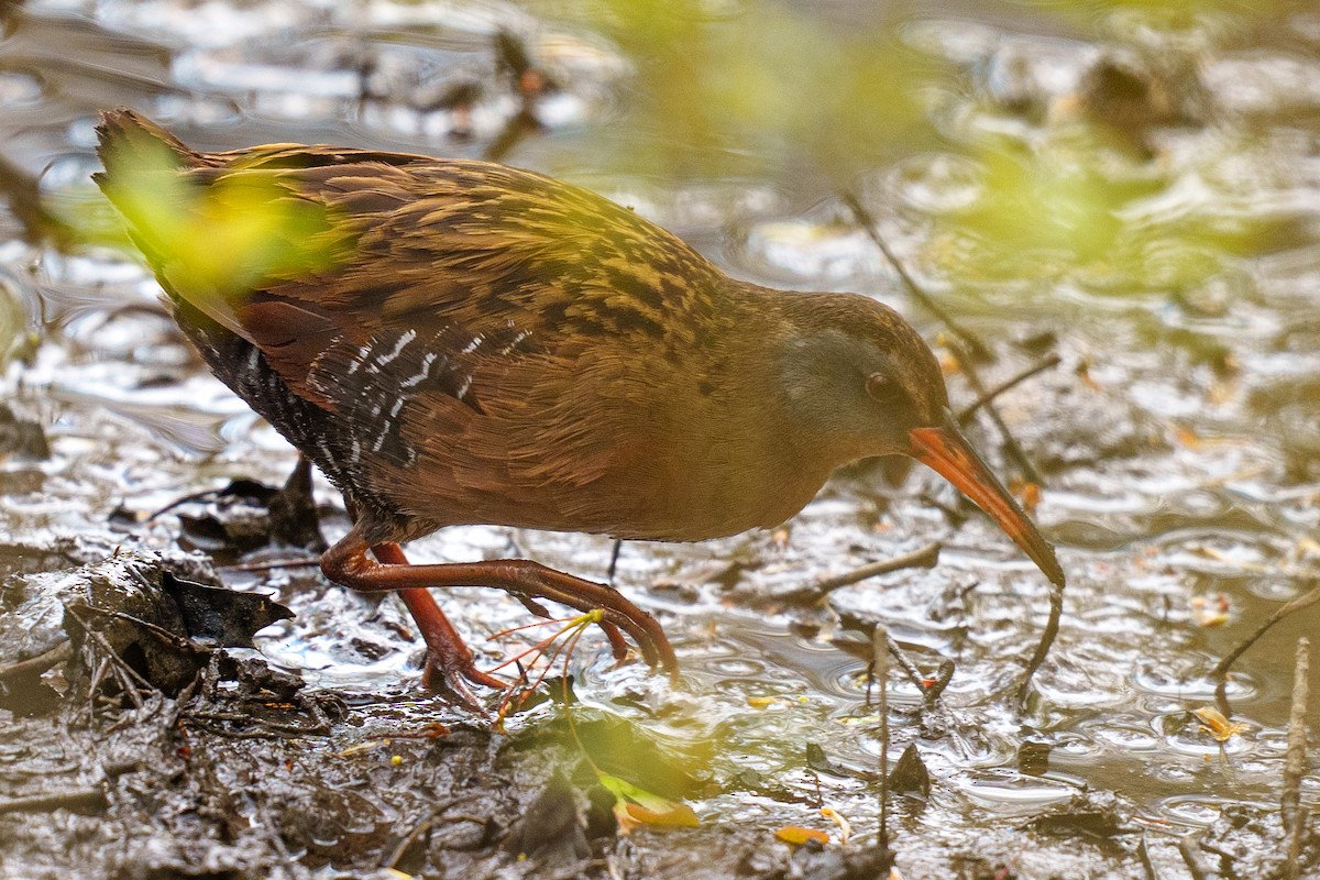 Virginia Rail - Jeremy Nadel