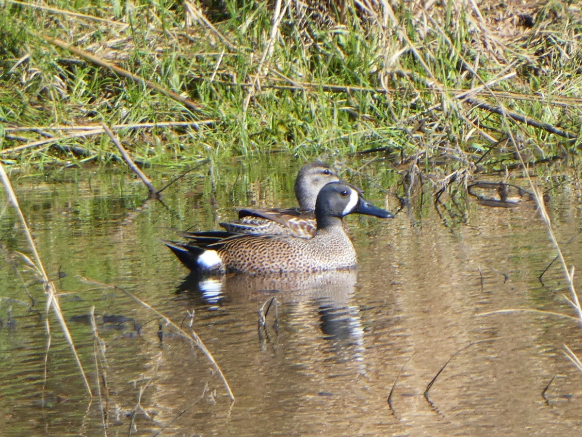 Blue-winged Teal - Graeme Spinks