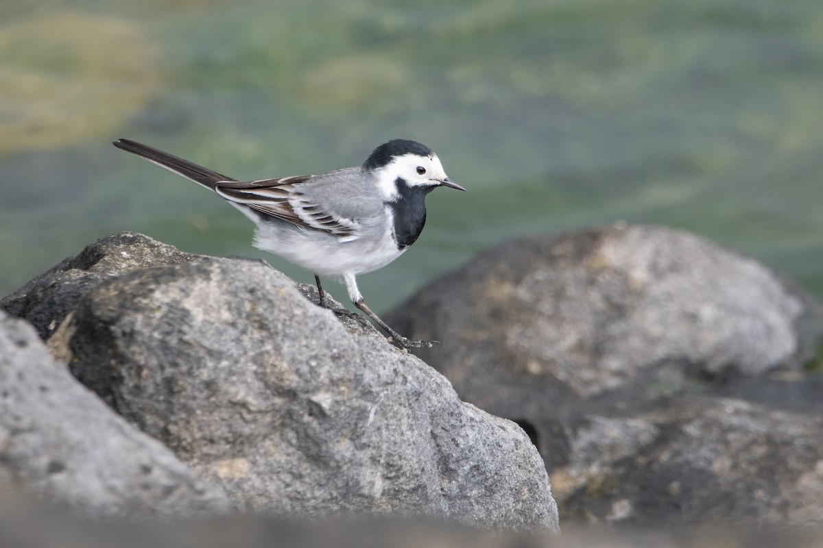 White Wagtail - ML617881364