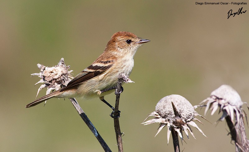 Bran-colored Flycatcher - Diego Oscar / Sandpiper Birding & Tours