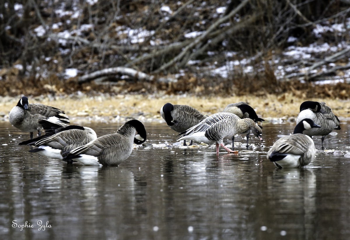 Pink-footed Goose - ML617881381