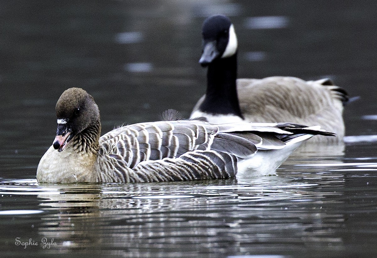 Pink-footed Goose - ML617881382