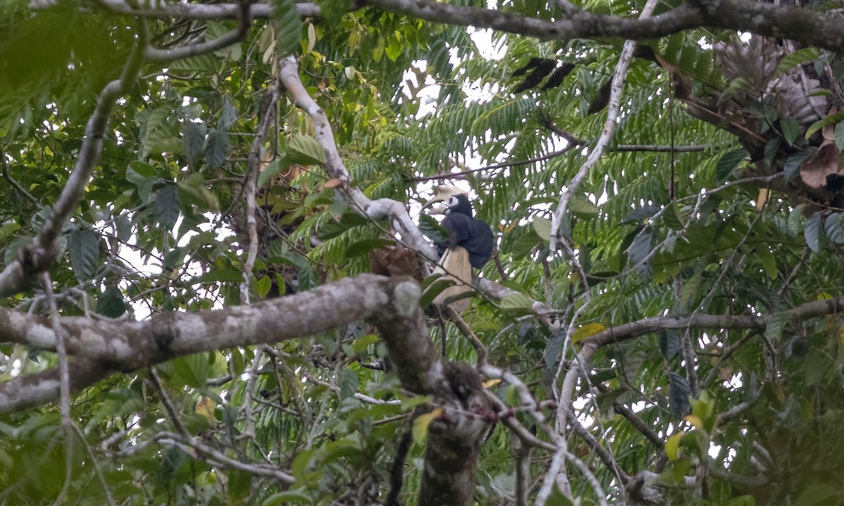 Palawan Hornbill - ML617881390