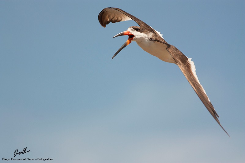 Black Skimmer - Diego Oscar / Sandpiper Birding & Tours