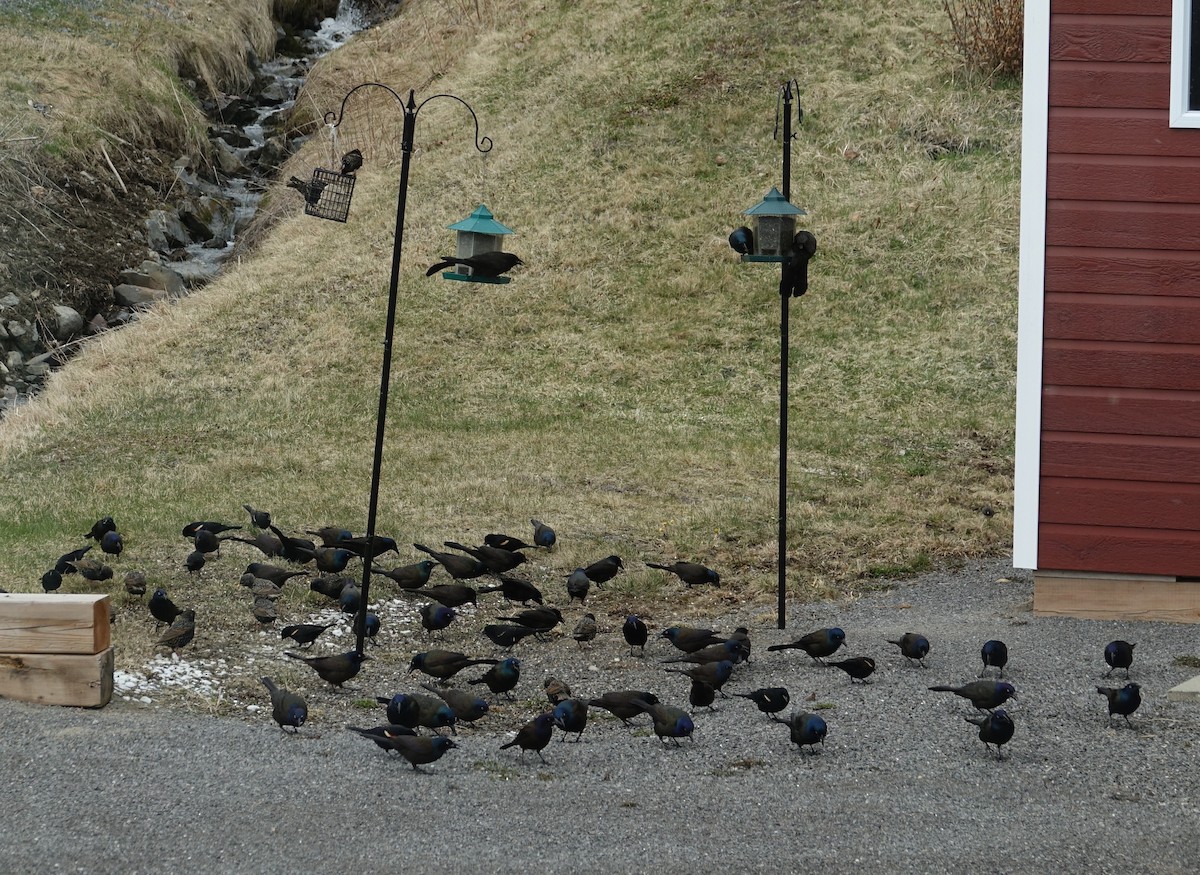 Common Grackle - Claudette Cormier