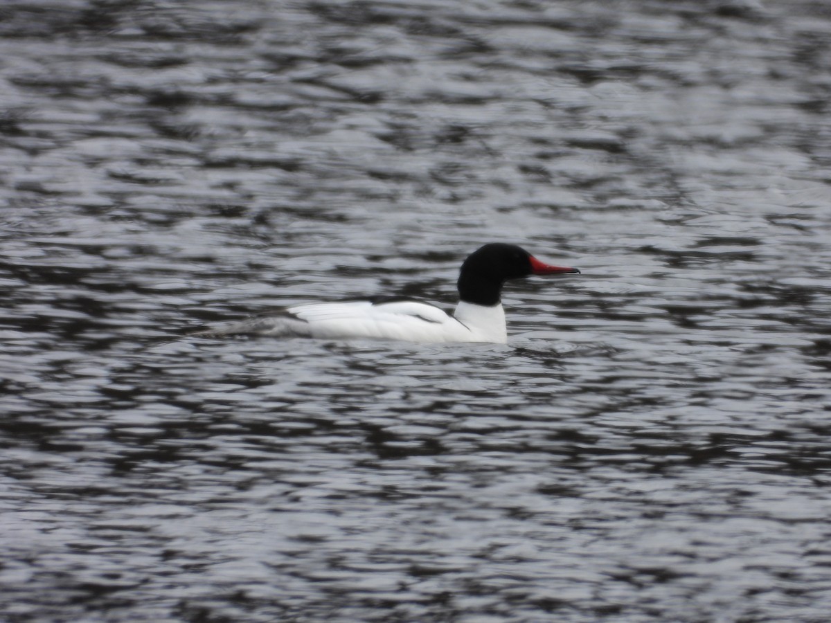 Common Merganser - ML617881469