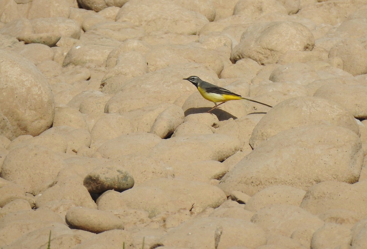 Gray Wagtail - Javier Robres