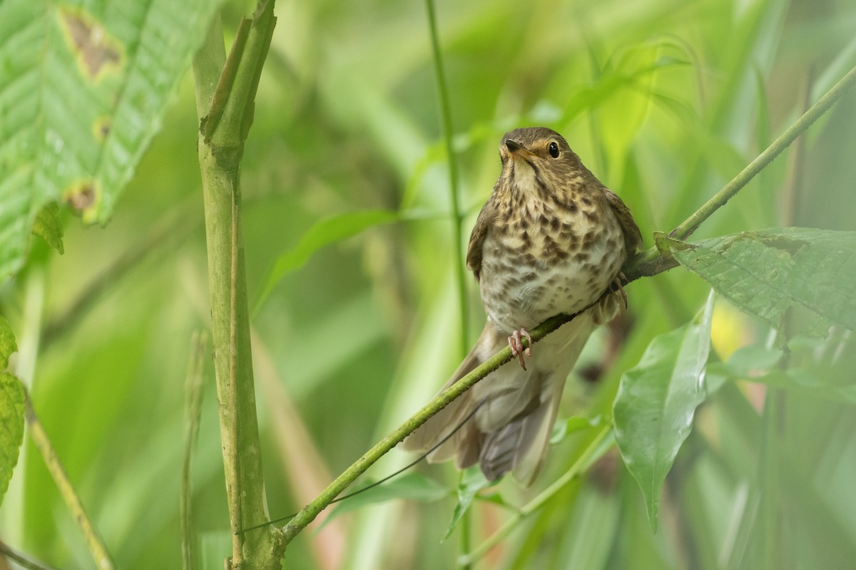 Swainson's Thrush - ML617881559