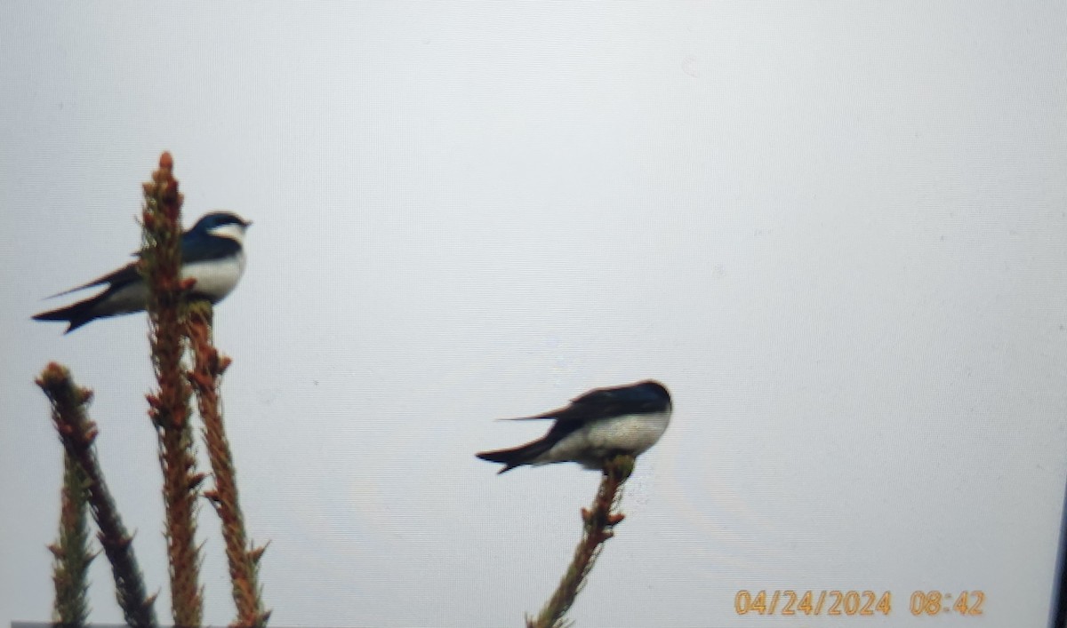 Golondrina Bicolor - ML617881570