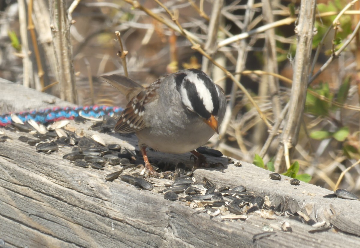 White-crowned Sparrow - Howard Weinberg