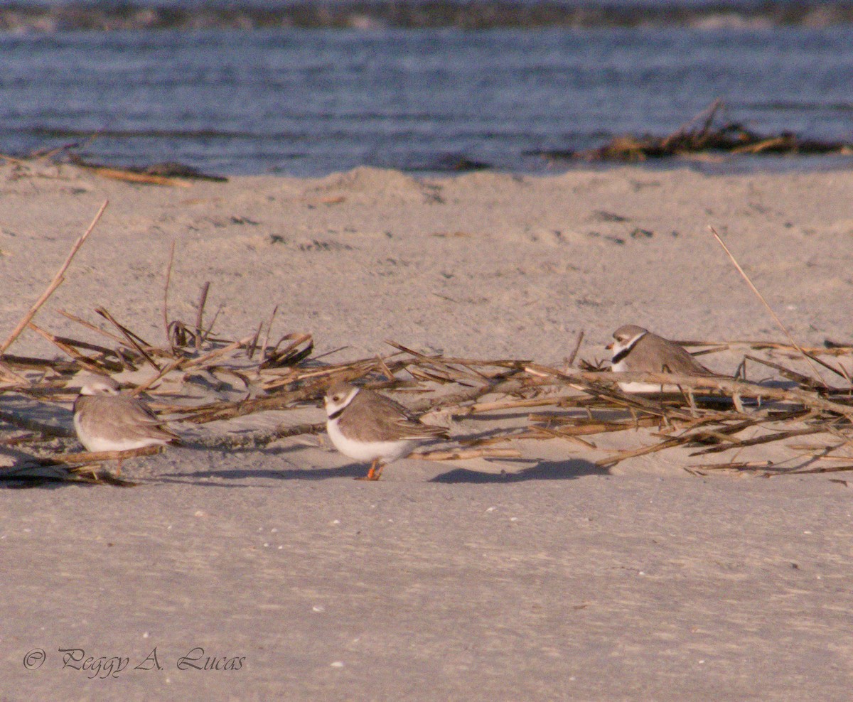 Piping Plover - Peggy Lucas