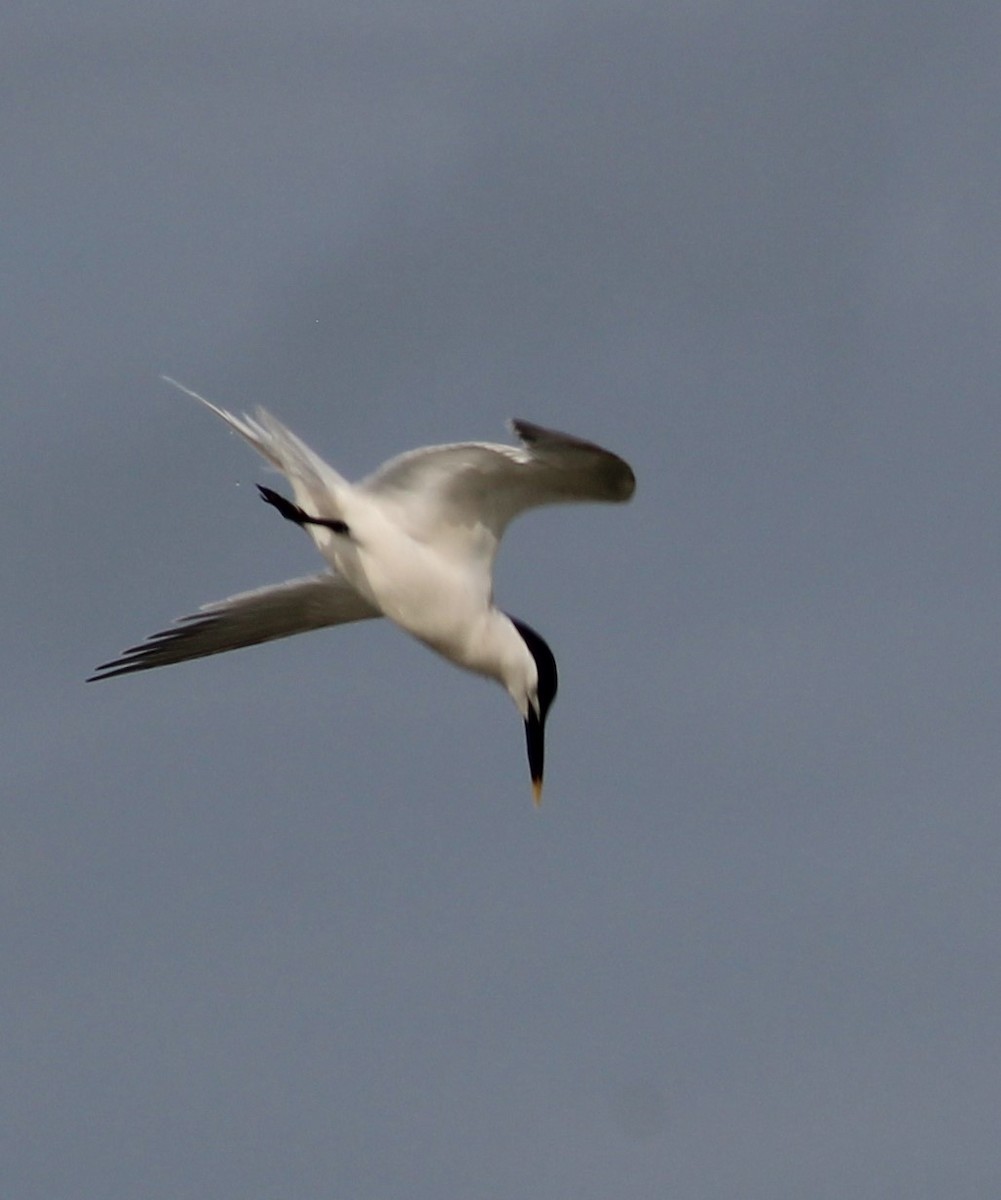 Sandwich Tern - ML617881695