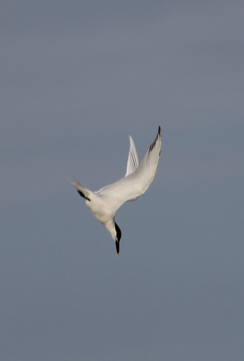 Sandwich Tern - ML617881697