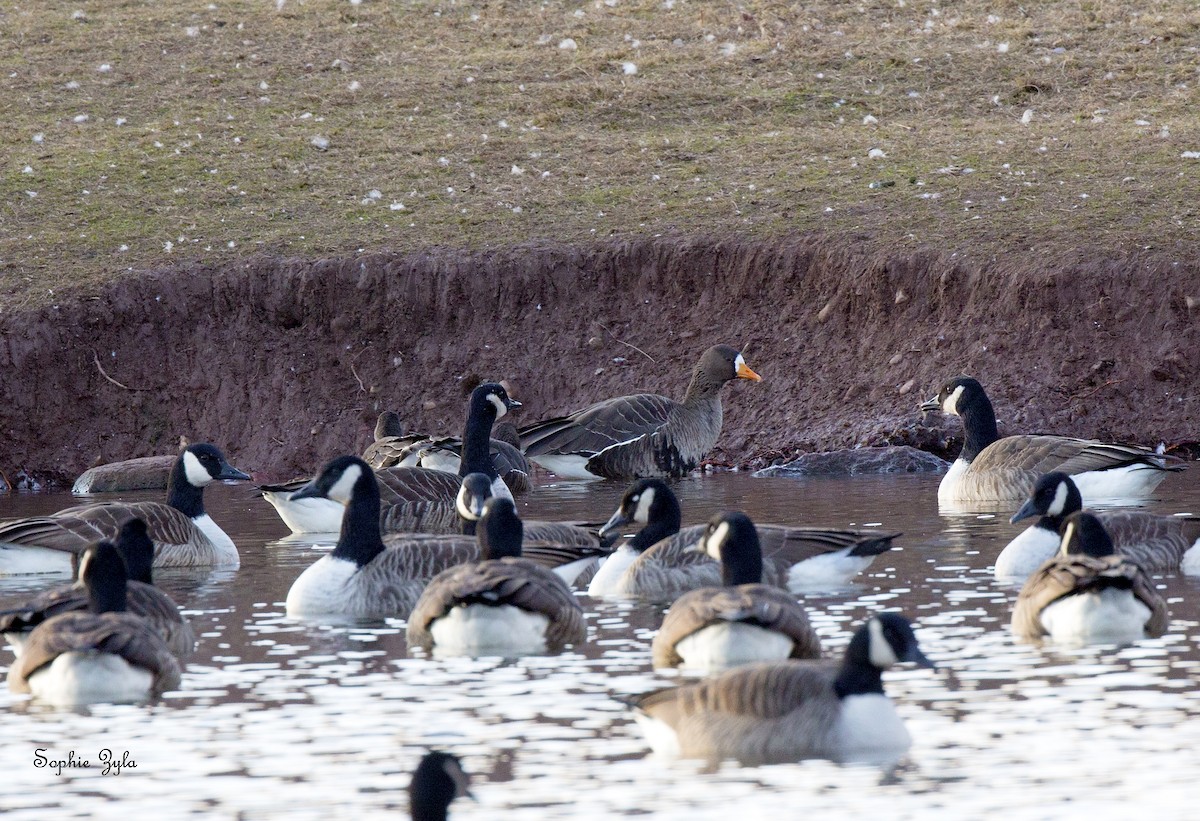 Greater White-fronted Goose - ML617881733
