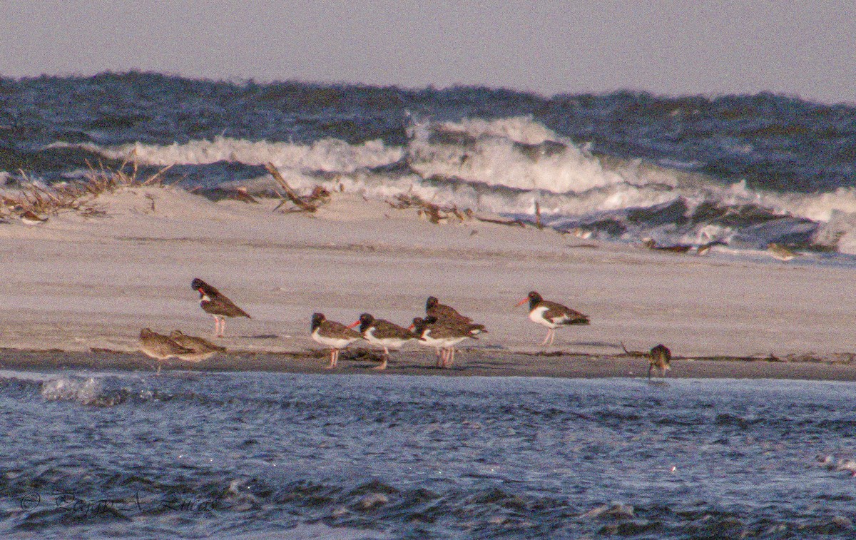 American Oystercatcher - Peggy Lucas