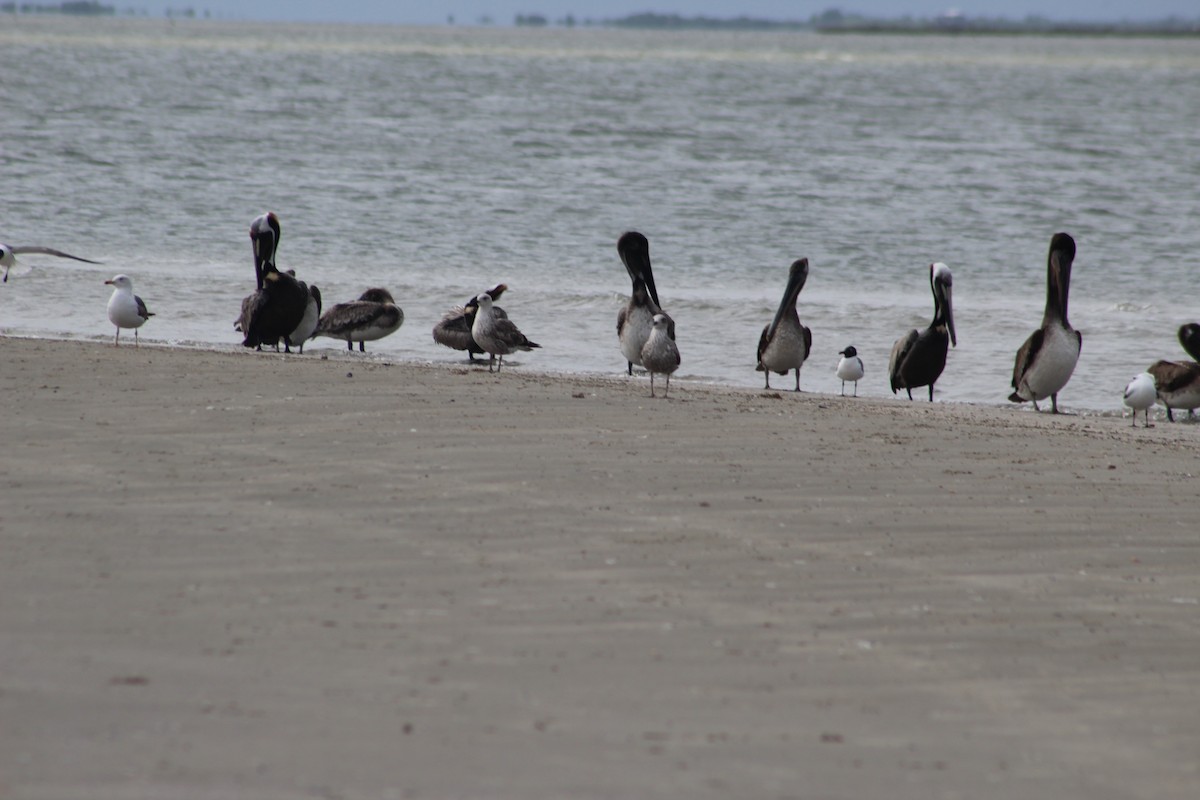 Brown Pelican - ML617881845